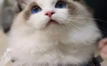 小猫钓鱼幼儿园大班教案7篇