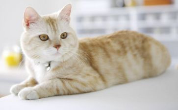 老鼠,鼬和猫读后感7篇