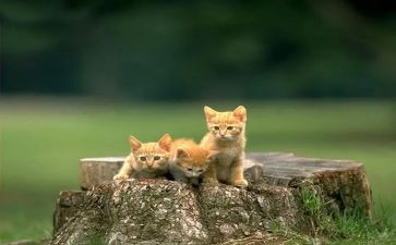 关于猫的活动方案最新8篇