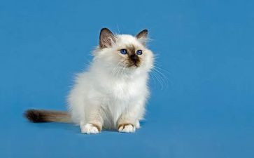 猫和鱼的作文400字参考6篇