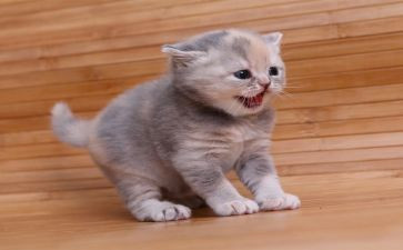 猫的英文口语演讲稿5篇