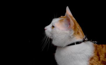 《猫》读后感200字6篇