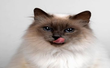 猫和鱼的作文400字精选6篇