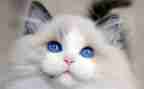猫和鱼的作文200字8篇
