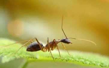 小蚂蚁幼儿园教案7篇