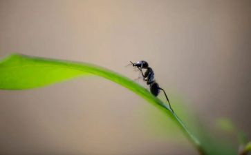 中班幼儿小蚂蚁教案6篇