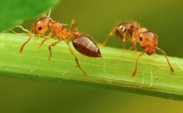 小蚂蚁运粮体育教案7篇