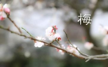 梅兰芳蓄教案5篇