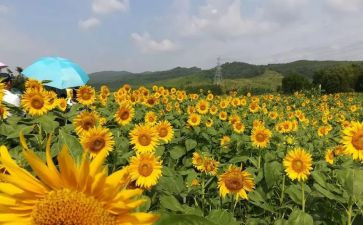 小学一年级美术教学工作总结8篇