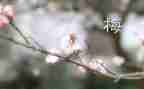 梅兰芳蓄教案5篇