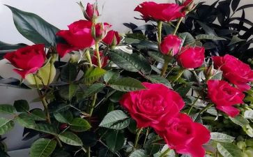 幻玫瑰的读后感8篇