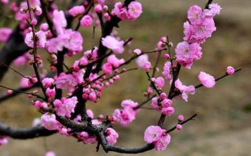腊梅花幼儿园教案5篇