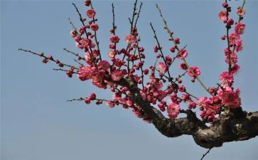 腊梅花读后感600字6篇