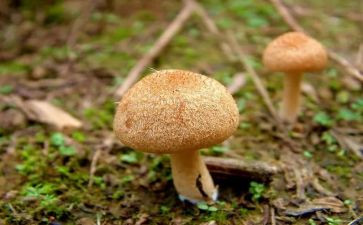中班蘑菇的教案6篇