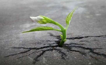 抗逆境演讲稿7篇