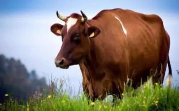 牛虻读后感模板6篇