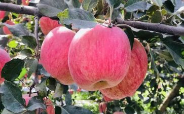 大苹果音乐教案5篇