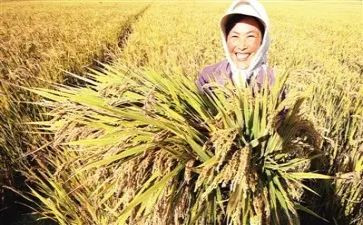以劳动的收获的演讲稿5篇