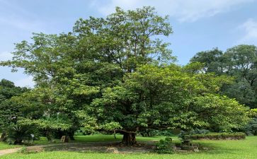 关于植树节活动方案5篇