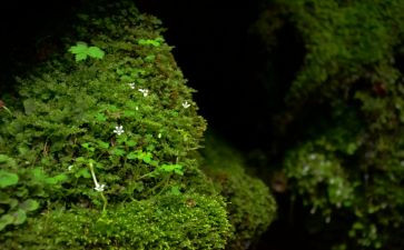 苔丝读书心得5篇