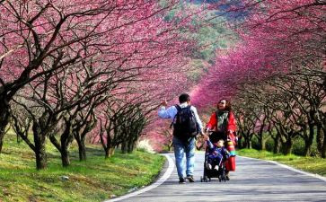 清明踏青作文500字7篇