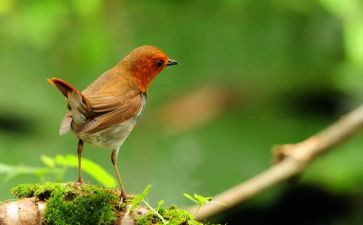 幼儿园小班小鸟飞教案5篇