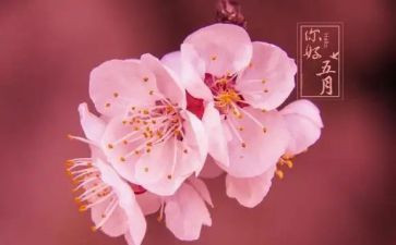 托小班五月份工作计划8篇