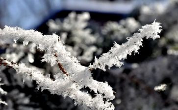 学校的雪演讲稿600字7篇