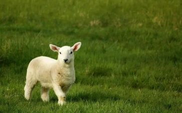 机器羊教案精选5篇