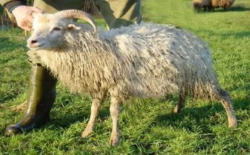 羊皮卷8心得体会7篇