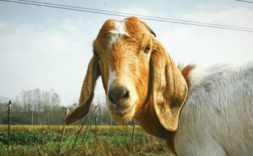 亡羊补牢,读后感优质7篇