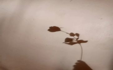 狗和影子读后感模板6篇