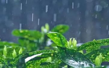 幼儿下雨了教案5篇