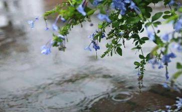 我爱雨作文300字7篇