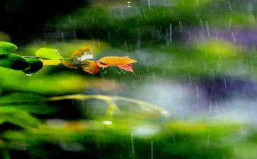 幼儿园大班《春雨》教案5篇