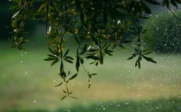 有关雨来的读后感300字6篇