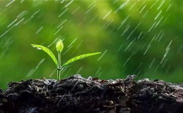 雨中的树观后感7篇