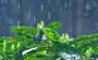 幼儿下雨了教案5篇