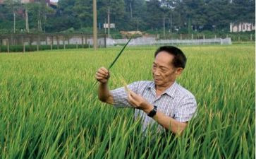 袁隆平优秀作文800字8篇