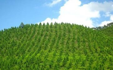 植树造林活动方案8篇