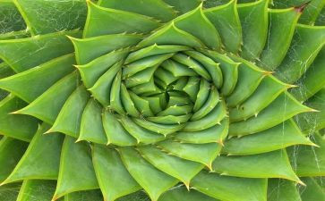 植物保护演讲稿7篇