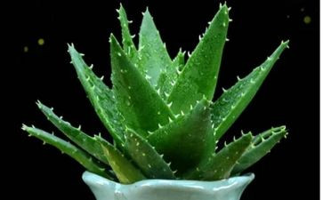 写植物作文推荐7篇