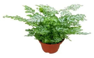 画植物教学反思7篇