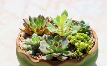 写植物作文最新5篇
