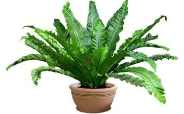 关于植物的作文优秀6篇
