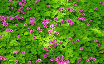 写植物作文参考5篇