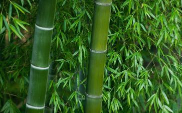 小小竹排画中游教案5篇