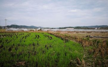 住房房屋租赁合同优秀6篇